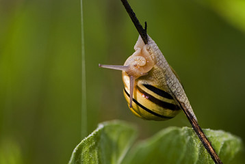 Cepaea hortensis / Escargot des jardins