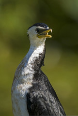 Phalacrocorax melanoleucos / Cormoran pie