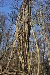Fototapeta premium Winteraspekt der Gewöhnlichen Waldrebe (Clematis vitalba) an alten Eichen im Rheinauenwald bei Biblis, Hessen, Deutschland