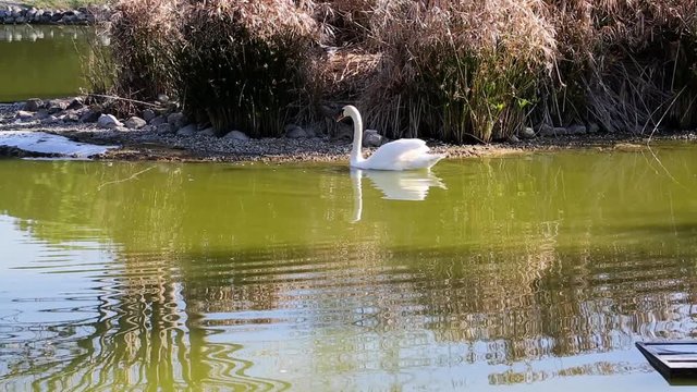 Swan Lake