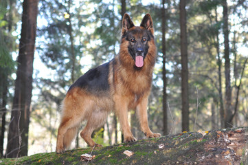 German shepherd in a forest