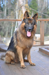 German shepherd