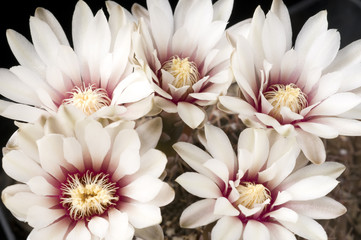 Gymnocalycium quehlianum