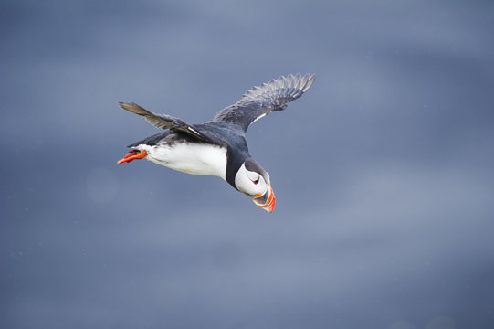 Ingolfshofdi, southern Iceland. Atlantic puffins.
