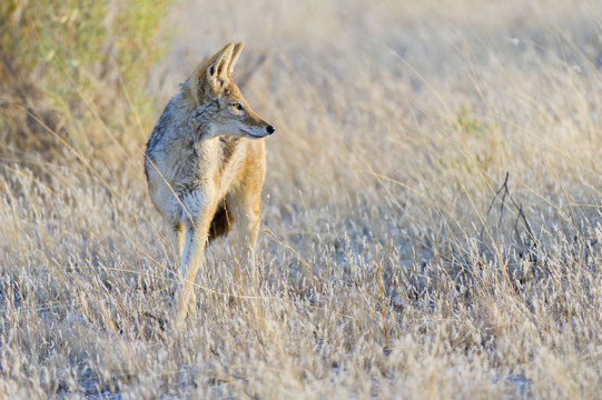Etosha National Park, Namibia, Africa.