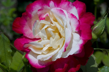 Rosa x / Rose 'Jubilée du prince de Monaco'