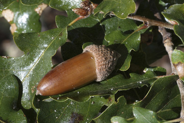 Quercus pubescens / Chêne pubescent