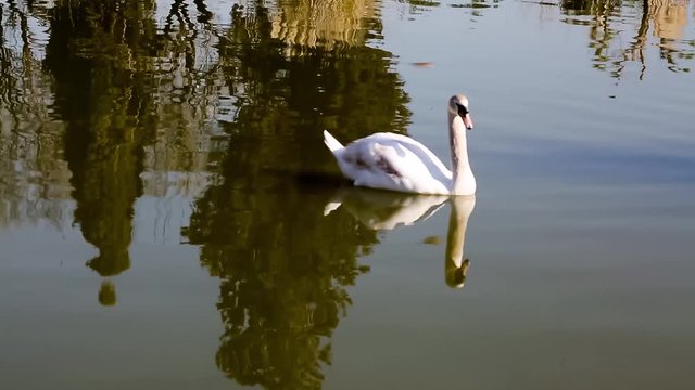 Swan