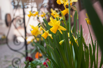 Jonquille dans les ruelles d'un typique village alsacien © pixarno