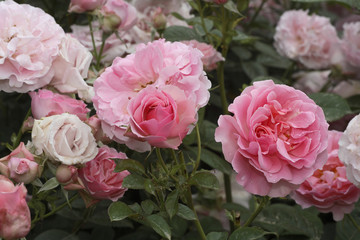 Rosa x / Rose 'Côté Jardin'