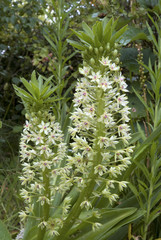 Eucomis comosa / Fleur ananas / Plante ananas