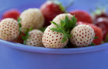 ripe varietal white strawberry with red seeds lies in the purple Cup