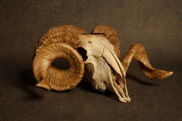 Goat skull