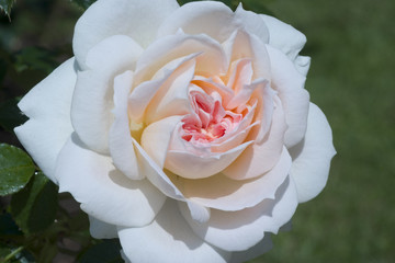 Rosa x / Rose  'Mon jardin et ma Maison'