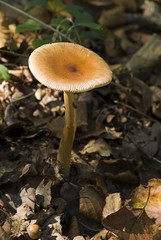 Amanita fulva / Amanitopsis vaginata Var. 'Fulva' / Amanite fauve