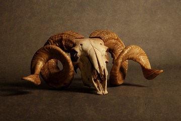 Goat skull © Warpedgalerie