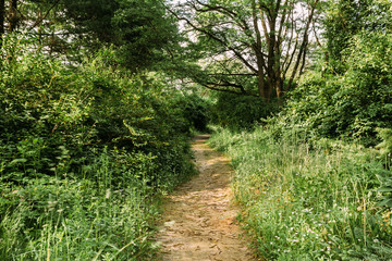 Fototapeta na wymiar Empty Lane, Path, Way in summer forest