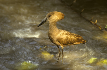 Scopus umbretta / Ombrette africaine