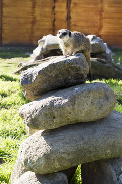 Meerkat