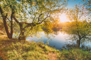 Fototapeta na wymiar Sun Shining Through Branch And Foliage Of Tree Near River Or Lake