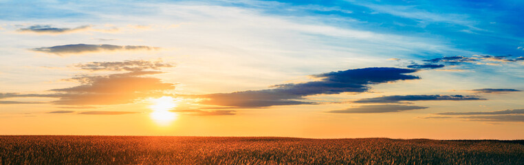 Panorama Of Eared Wheat Field,  Summer Cloudy Sky In Sunset Dawn