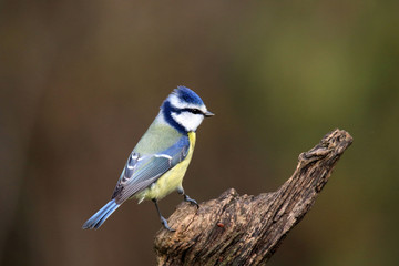 Obraz premium Uważna modraszka