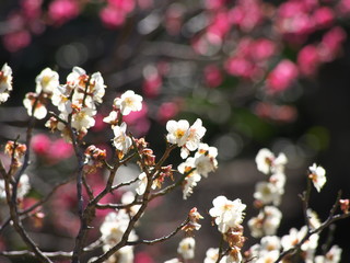 梅の花