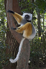 Propithecus diadema / Propithèque à diadème / Sifaka couronné