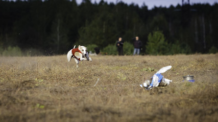 Whippet dog running. Coursing, passion and speed