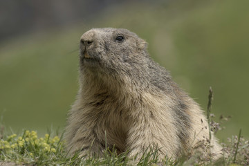 Naklejka na ściany i meble Marmotta delle Alpi (Marmota marmota)