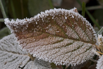 Givre / Feuille