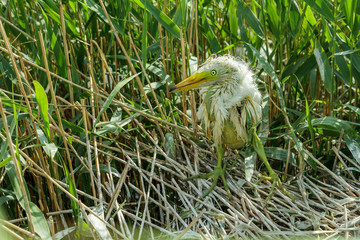 White Egret chick