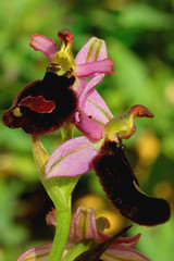 Ophrys saratoi / Ophrys de Sarato