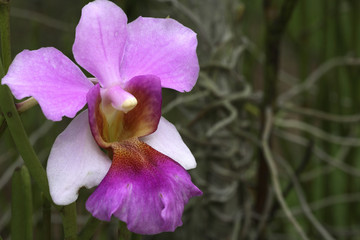 Vanda x 'Miss Joaquim'