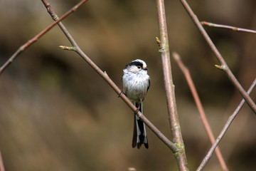 Auf einem Zweig sitzende Schwanzmeise
