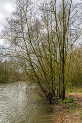 Fototapeta na wymiar Budding bush on the bank of a creek