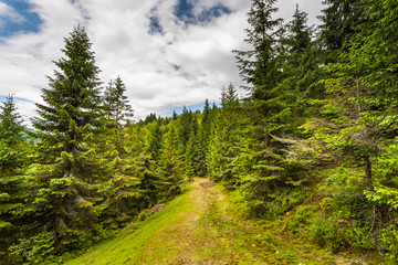 Fototapeta na wymiar Path in the Apuseni Mountains, Carpathian, Romania