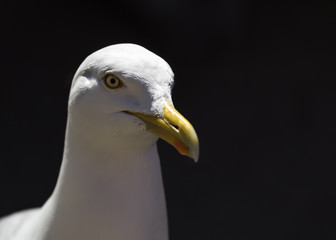 seagull portrait