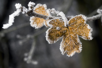 Givre / Feuille