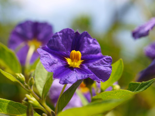 Enzianbaum, Lycianthes rantonnetii
