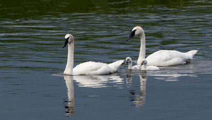 Fototapeta premium Trumpeter Swan Family