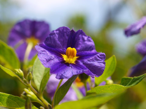 Enzianbaum, Lycianthes rantonnetii