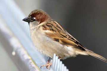 Männlicher Haussperling auf dem Zaun