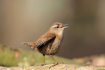 Zaunk&ouml;nig mit ge&ouml;ffnetem Schnabel