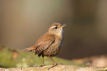 Zur Seite schauender Zaunkönig