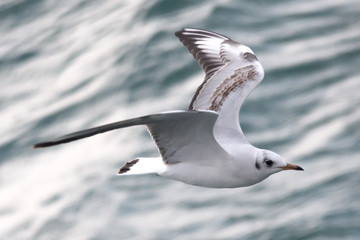 Flaying seagull