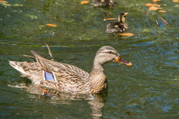 Female Mallard with Ducklings