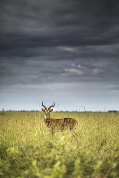 Ugandan Kob in high grass, Murchison's Falls National Park, Uganda