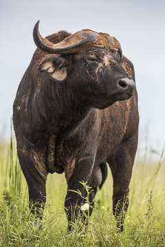 African buffalo bull portrait taken in Murchison's Falls National Park, Uganda