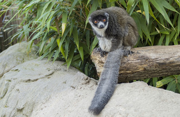 mongoose lemur 